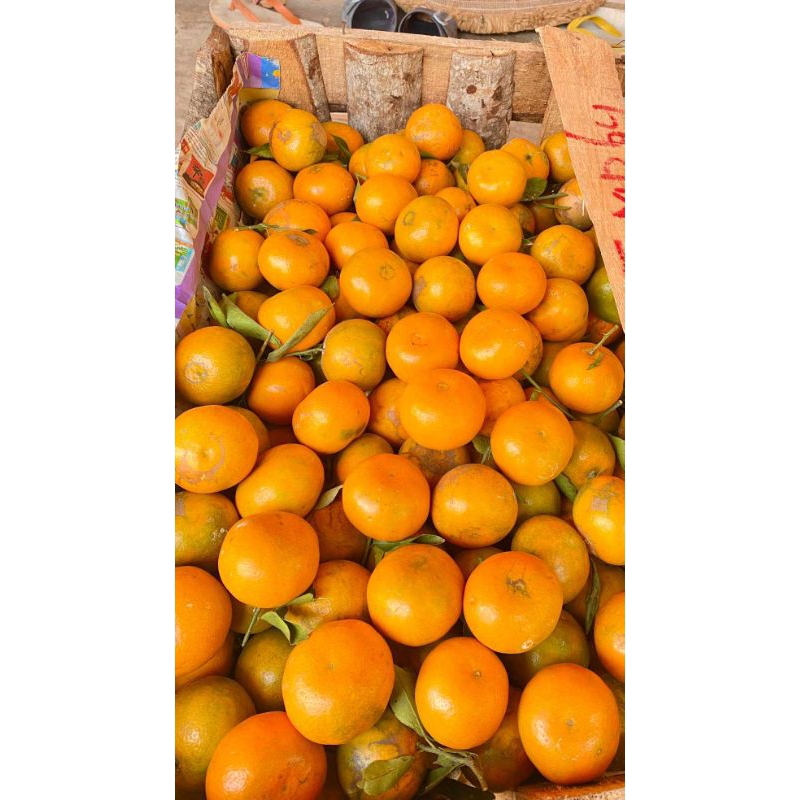 

Jeruk Manis Buat Jus Jeruk Jeruk Peras Enak dimakan langsung juga enak Harga Promosi Qt