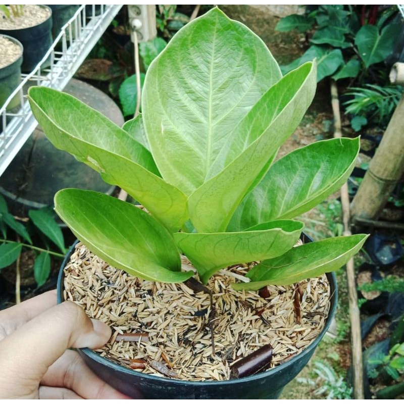 Tanaman Hias Anturium mangkok