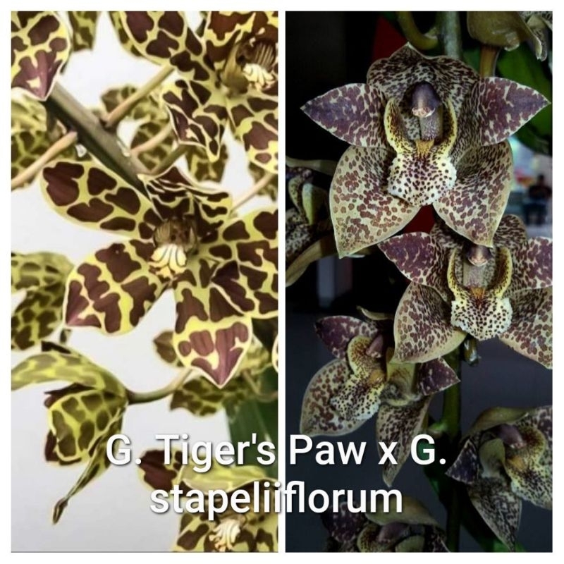 Grammatophyllum (Tiger's Paw x stapeliiflorum) Anggrek Gramma