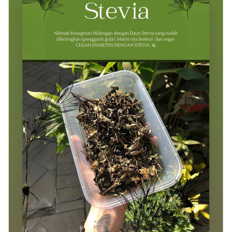 

Stevia Kering Pemanis Alami Pengganti Gula Untuk Diabetes