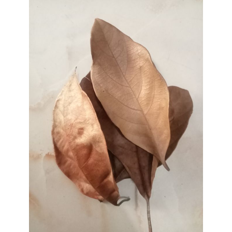 

Daun nangka kering per 100 lembar