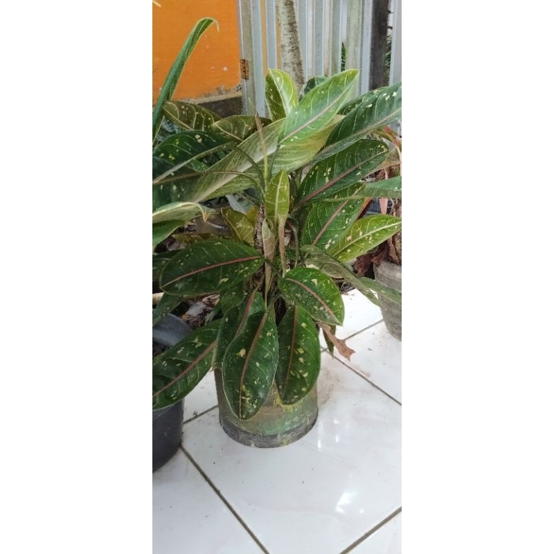aglonema contoh indukan