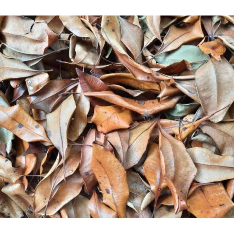 

Daun Cengkeh 1 Kg Kering Bersih Obat Herbal Tradisional Murah