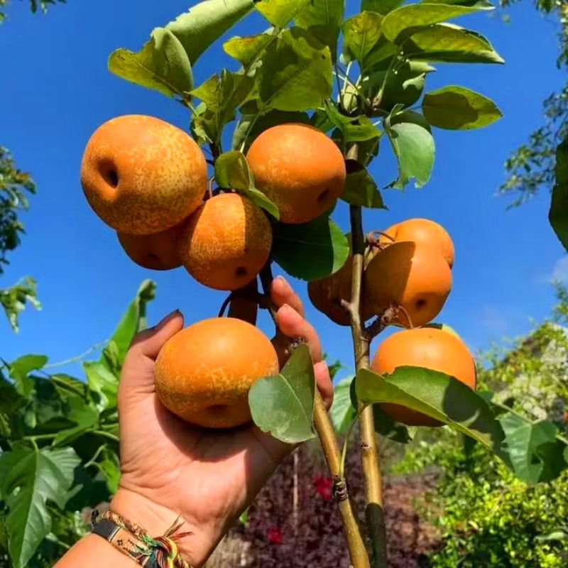 Bibit BUAH PIR Asia Manis Cangkok Bisa Berbuah Di Tempat Panas