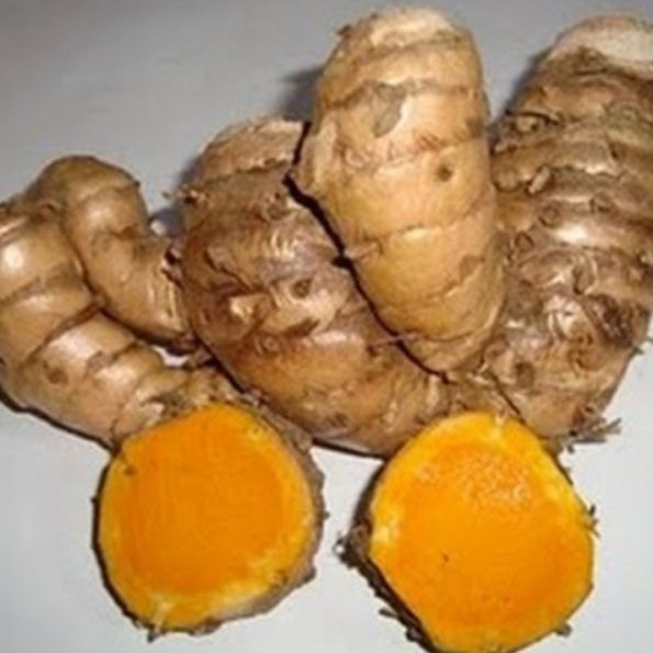 

Temulawak Curcuma Segar Organik ukuran besar Langsung dari petani Kualitas Terbaik
