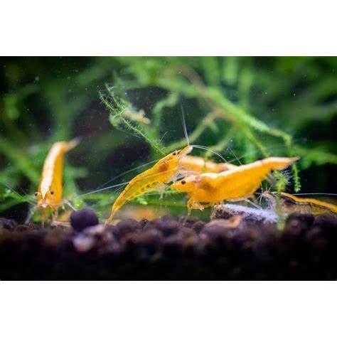 Paket Tanaman Udang Yellow Fire 10 Hias Aquascape