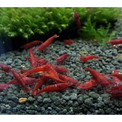 Paket Tanaman Udang Bloody Marry Isi 10 Hias Aquascape
