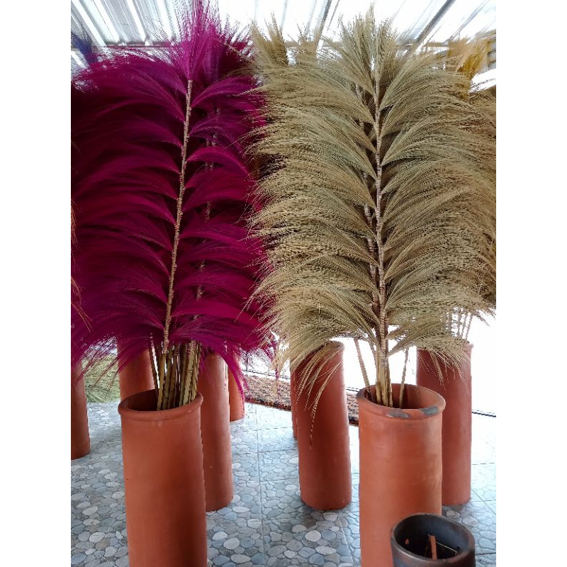 STIK RAYUNG BUNDLING 3 FREE ULIR  Dekorasi Rumah Bunga Rayung Kering PROMO Rayung Kering 21 Tangkai