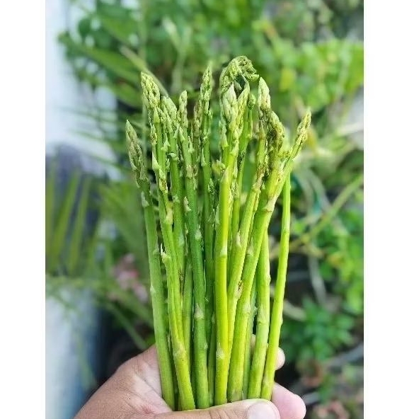 

asparagus segar