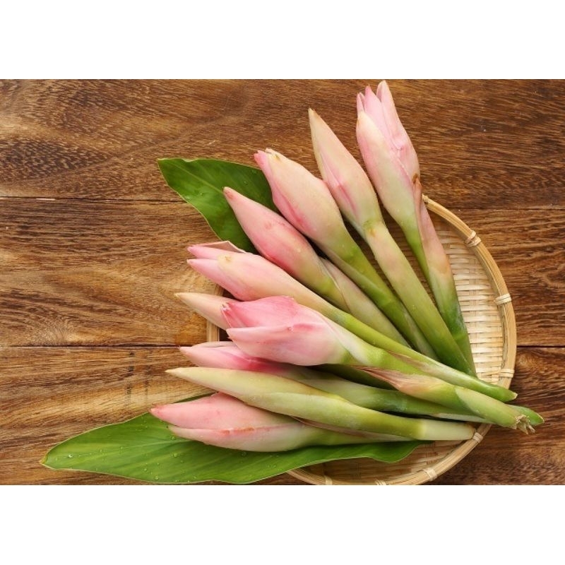 

Kecombrang Segar 1 kg || Sayur Kecombrang || Bunga Kecombrang Fresh 1 Kg