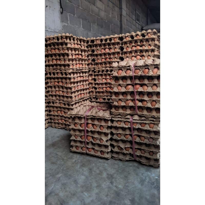 

Telur Ayam Negri Fresh