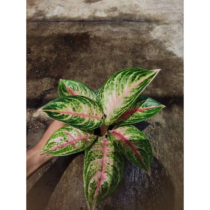 Aglonema nusantara tanian lokal