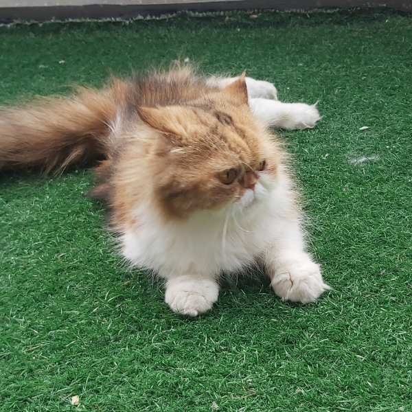 Kucing Persia Peaknose Torty Betina ( pengiriman hanya Bandung saja )