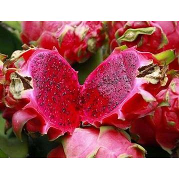 

Buah Naga Merah 1 Kg