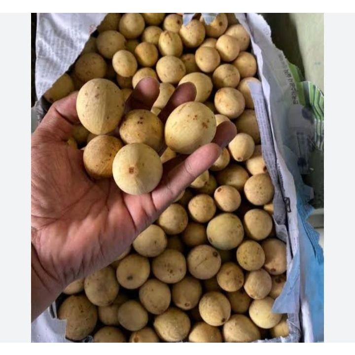 

Duku Palembang | Duku Asli Dari Perkebunan Palembang 13 kg