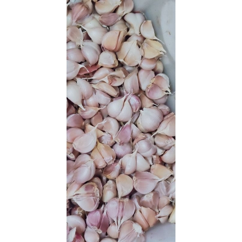 

bawang putih