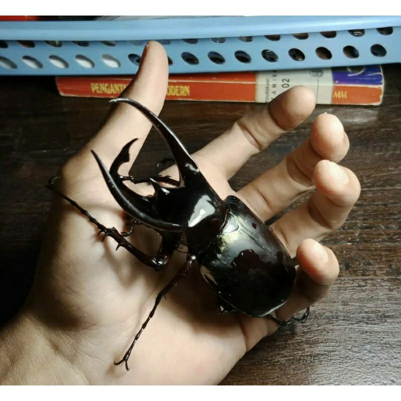 Chalcosoma Caucasus / Kumbang Tanduk (Sepasang)