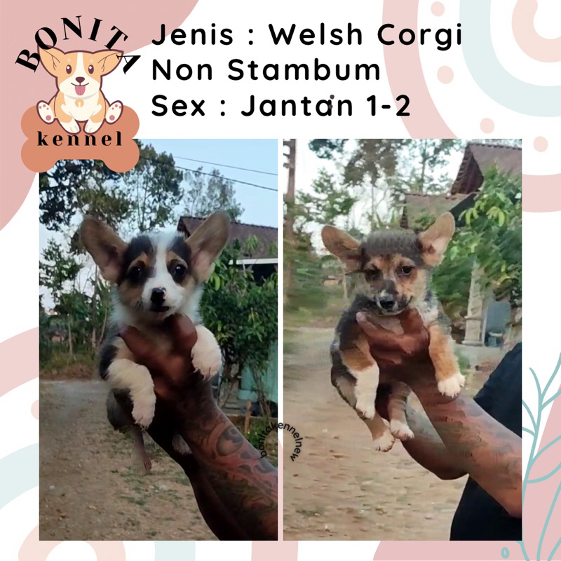 Welsh Corgi Non Stambum Sable Three Color Anak Anjing Corgi Jantan Betina