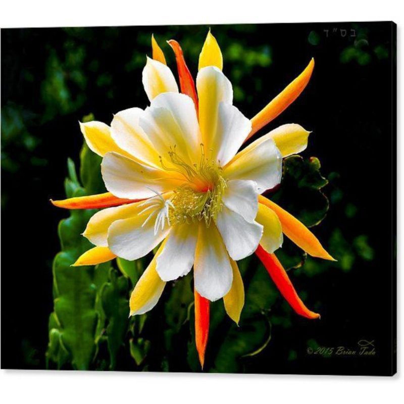 (TERMURAH)BISA COD TANAMAN HIAS WIJAYA KUSUMA BUNGA(KUNING-PUTIH)//WIJAYA KUSUMA TANAMAN GANTUNG