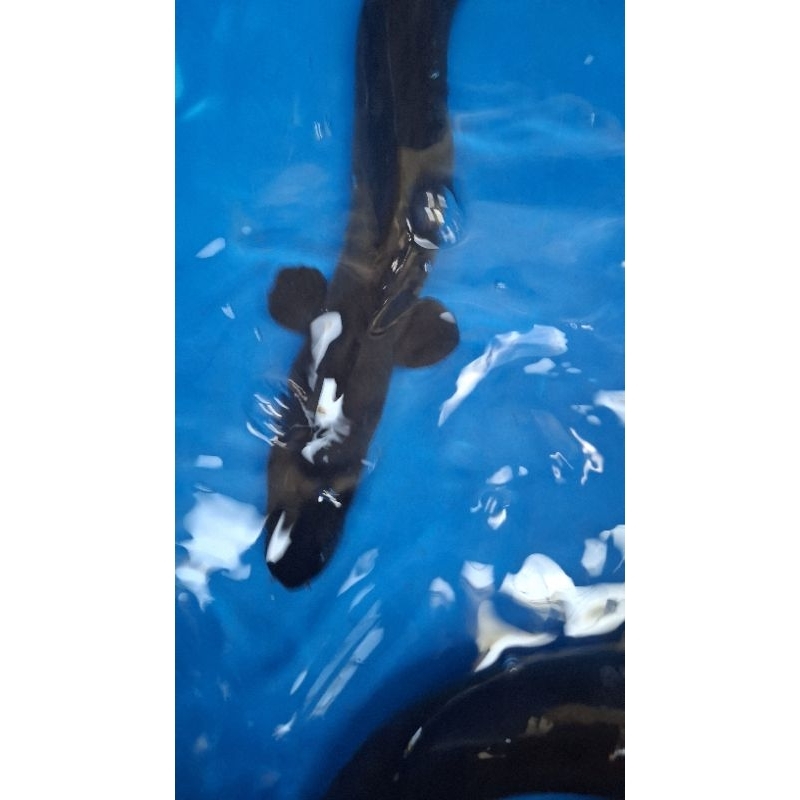 ikan SIDAT / UNAGI / MOA size 300 / 400 / 500 / 600 gr