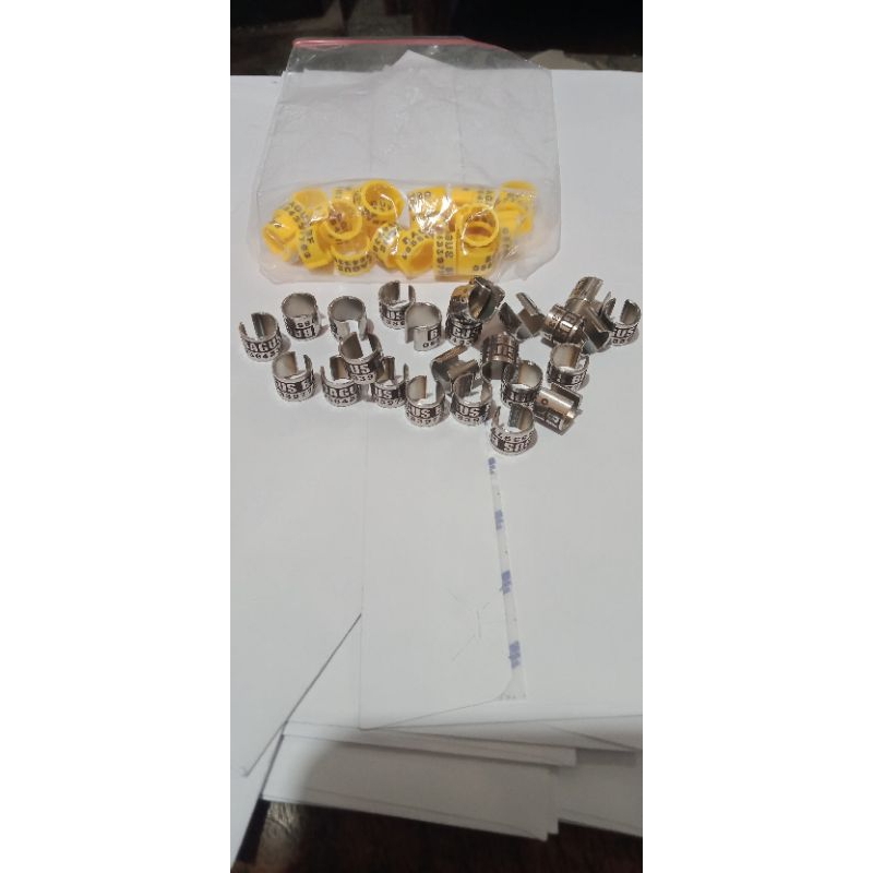 ring burung merpati dewasa