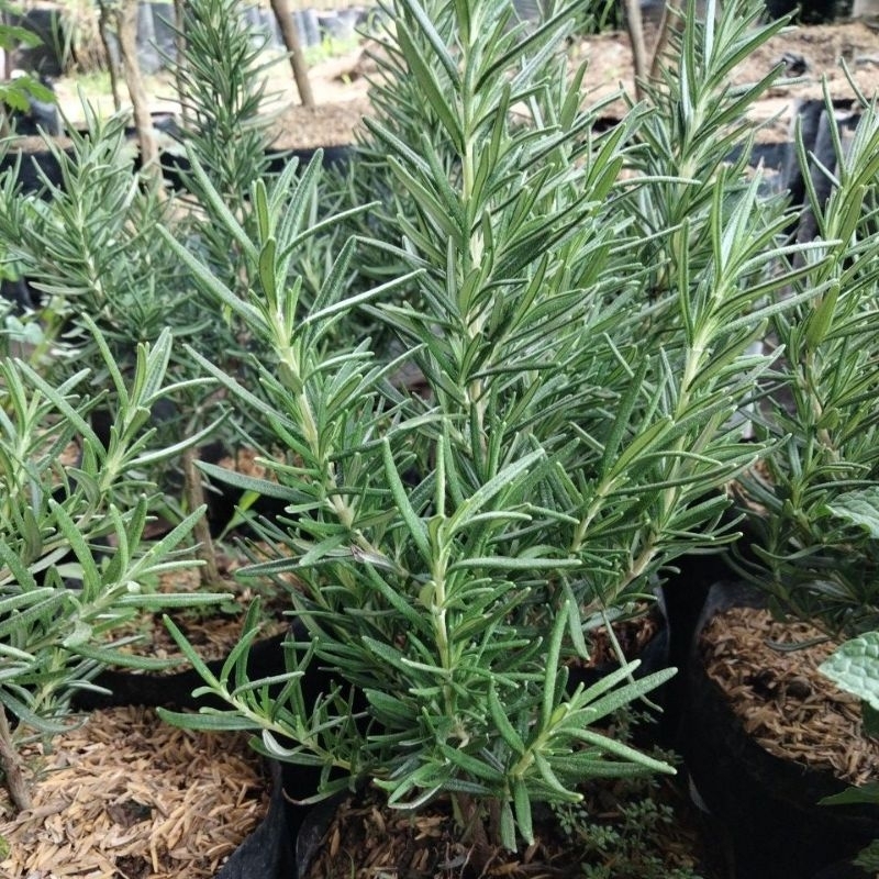 

Rosemary