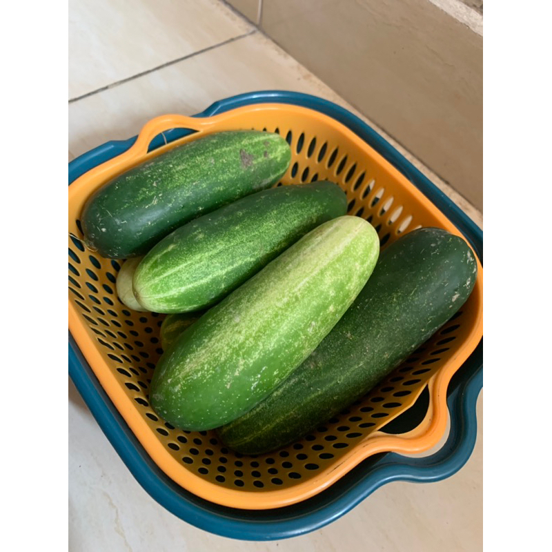 

Timun (bonteng)