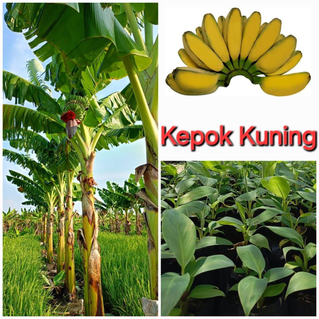 BIBIT PISANG KEPOK KUNING KULTUR JARINGAN