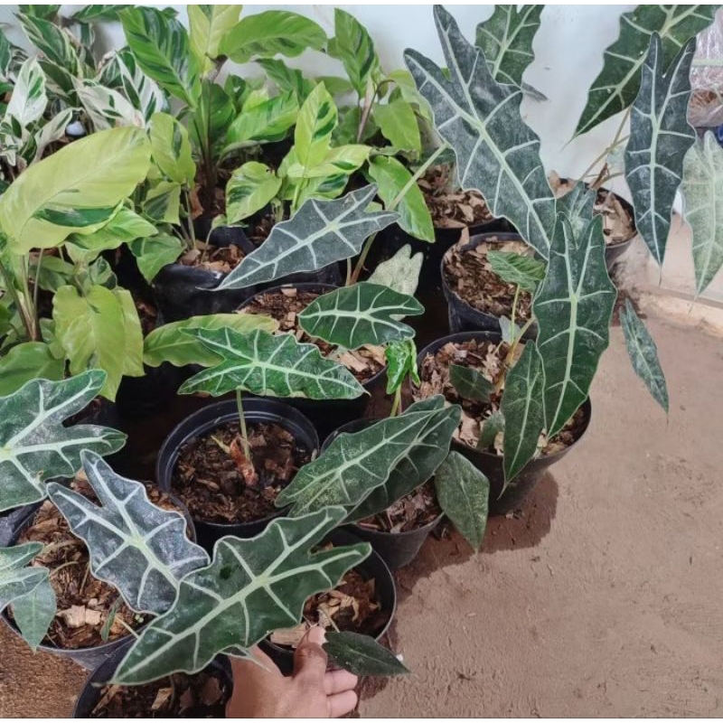 Tanaman Hias Keladi Tengkorak / Pohon Keladi Tengkorak