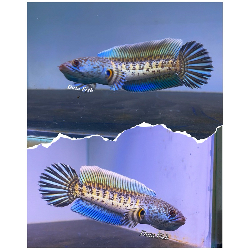 Auranti Gondrong Dorpol