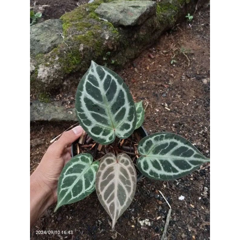 anthurium Tiger red cantik anakan alam taman indah