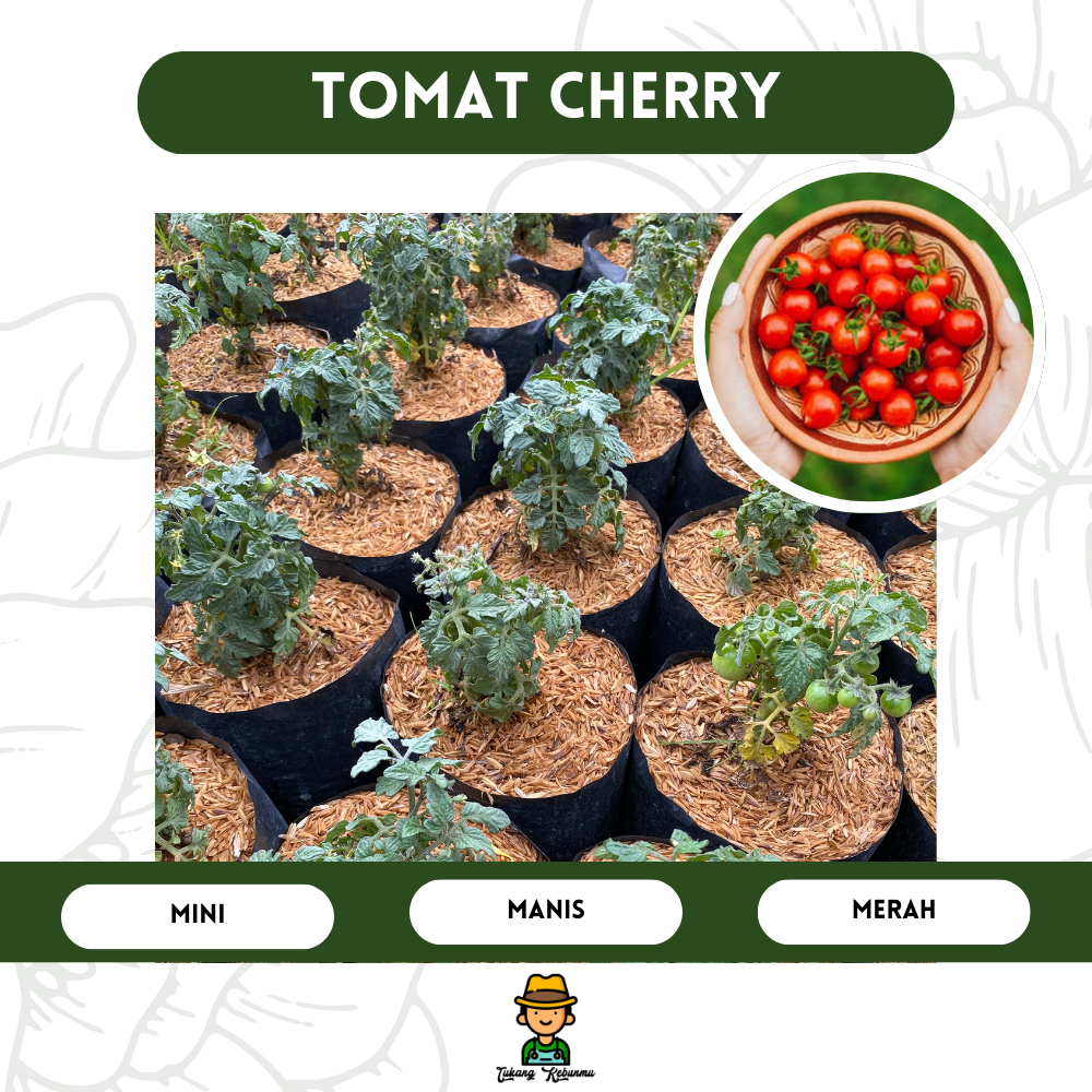 Bibit Tomat Ceri Merah Super Produktif - Panen Sendiri di Rumah