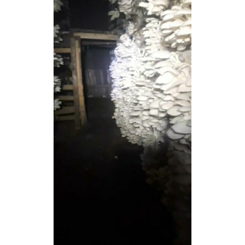 

2 baglok jamur tiran jumbo