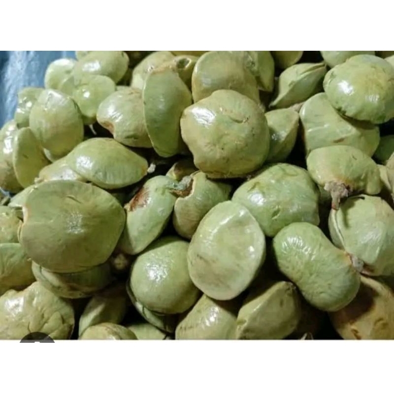 

DEB olshopfree9 Jengkol Muda Mentah Masih Kulit/Cangkang 1kg