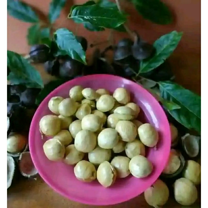 

jengkol muda batok kelopak kulit cangkang dan kupas lalapan segar fresh