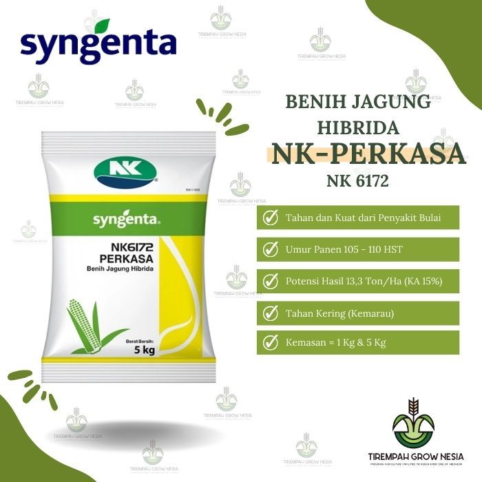 BENIH JAGUNG NK PERKASA 6172 BENIH JAGUNG HIBRIDA NK PERKASA BENIH JAGUNG NK 6172 BIBIT JAGUNG HIBRI
