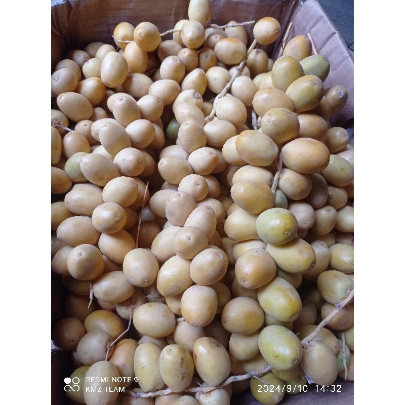 

Kurma Muda Kuning Barhee 500 gram kurmud segar bukan frozen free zuriat ikhtiar promil program hamil