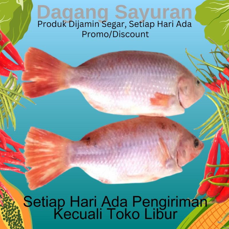 

IKAN NILA SEGAR/IKAN AIR TAWAR/IKAN BUDIDAYA 500 GRAM
