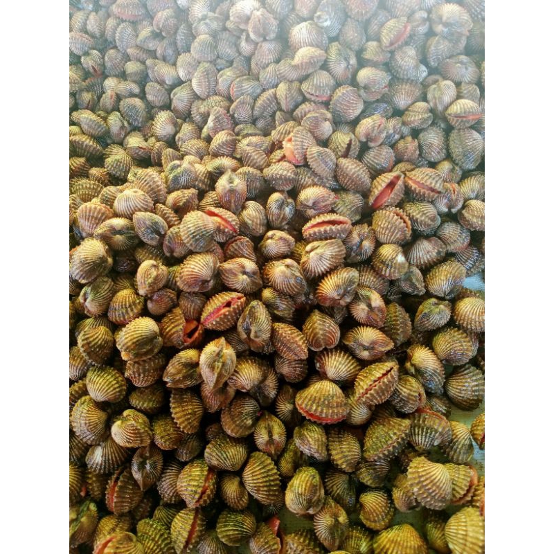 

kerang dara