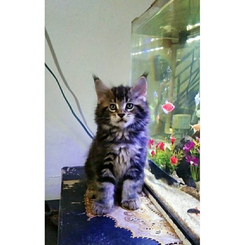 Kucing Kitten MaineCoon Jantan dan Betina Asli bkn mix. induk ped Cfa Pure Maine Coon.