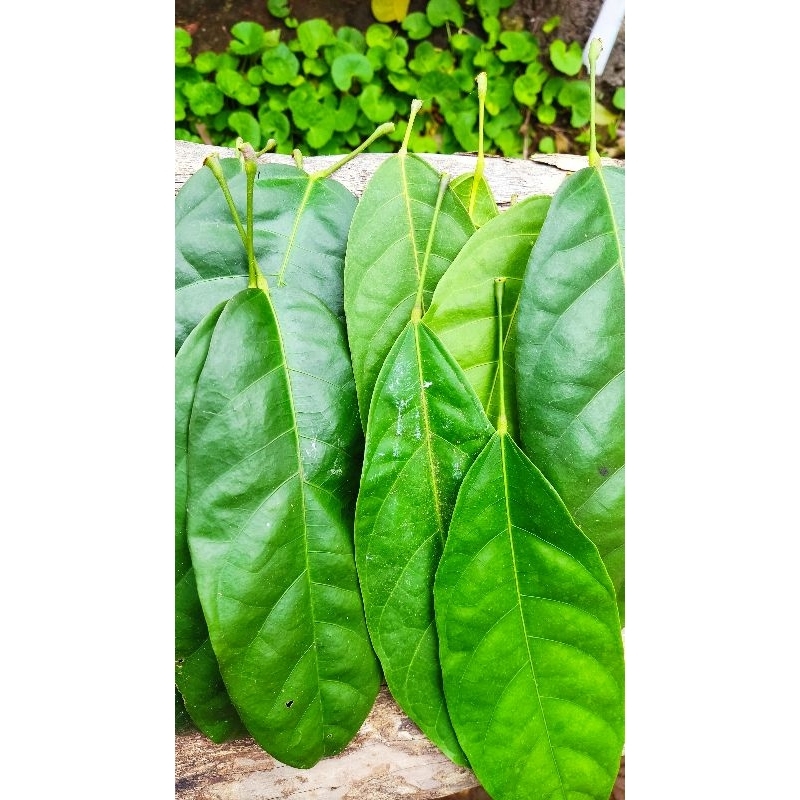 

Daun Hantap Segar (Sterculia Oblongata R. Brown)