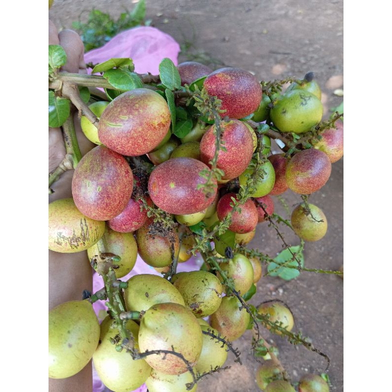 

Buah matoa asli fres manis super 2kg.