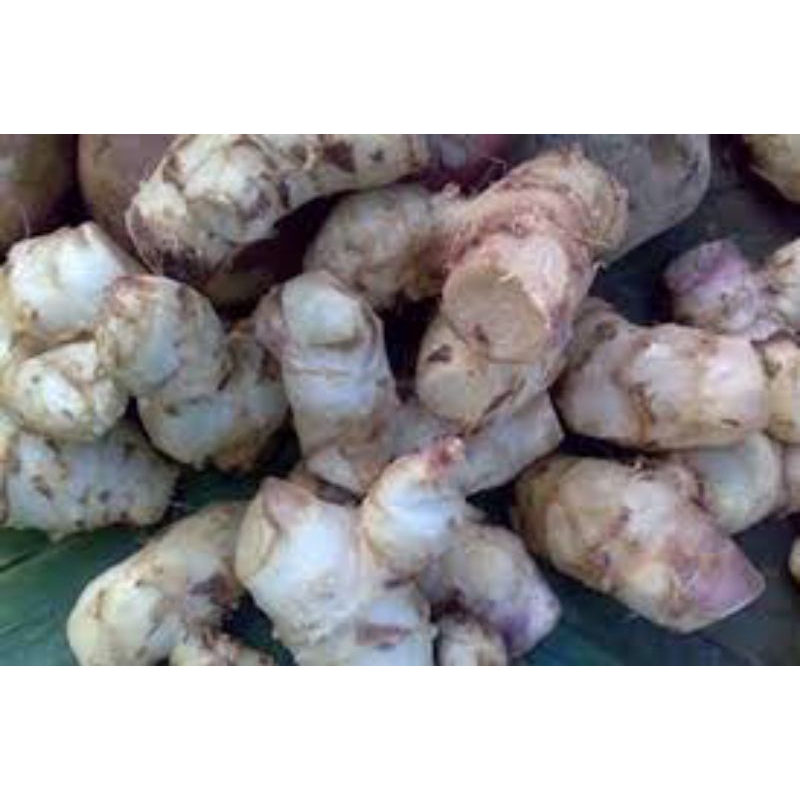 

umbi ganyong untuk kesehatan usus 1kg