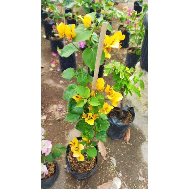 bougenville golden rush