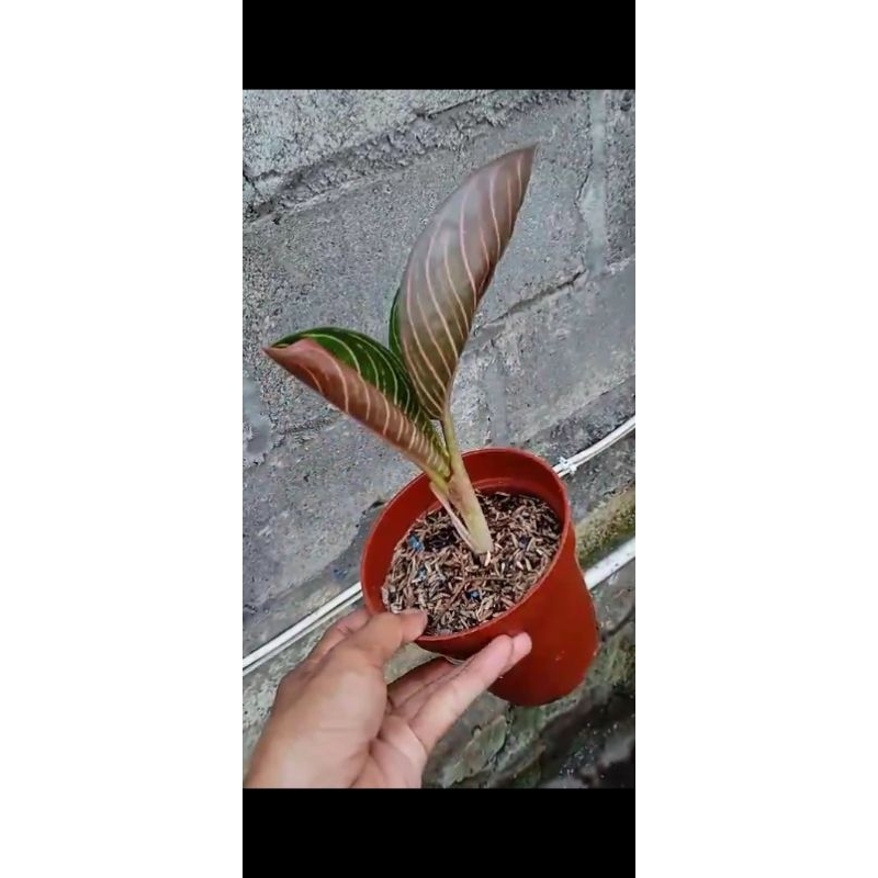 tanaman hias aglaonema aglonema ajisaka Serat