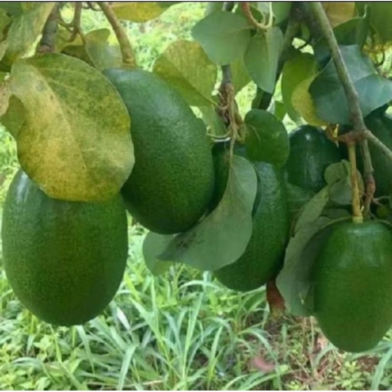 BIBIT ALPUKAT IMPOR CUBA RAJA BUAH - bibit alpukat CUBA import Valid
