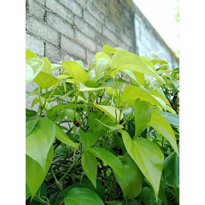 

DAUN SIRIH FRESH MURAH