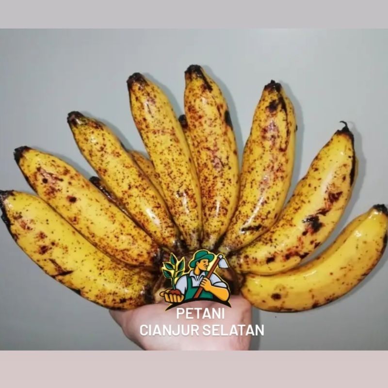 

Pisang raja cere 1kg | cau raja cere