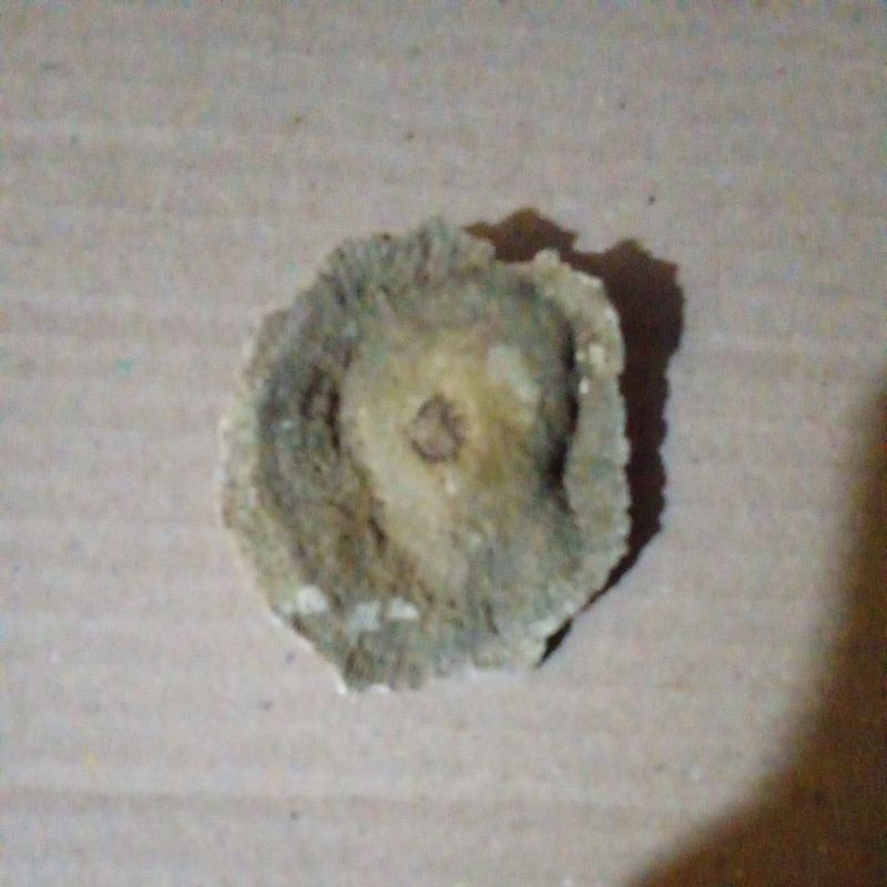 

jamur dipo jaya kawijayan