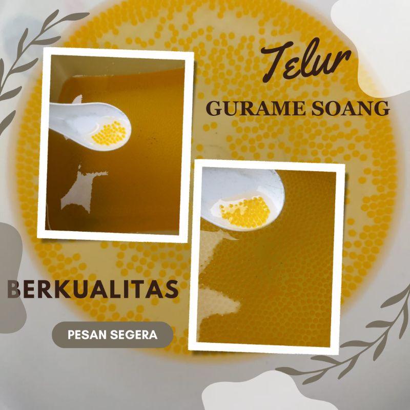 PROMO LARVA GURAME / TELOR GURAME SOANG PER 500 EKOR